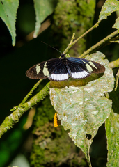 Heliconius eleuchia eleuchia