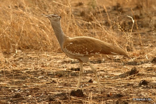Arabian Bustard