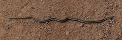 Thamnophis atratus