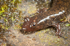 Desmognathus folkertsi