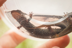 Desmognathus folkertsi