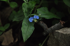 Commelina maculata