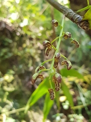 Dendrobium gracilicaule