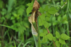 Arisaema