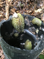 Athoracophorus papillatus