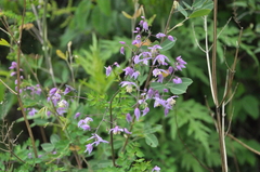 Thalictrum delavayi