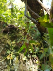 Dendrobium gracilicaule