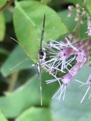 Desmia maculalis