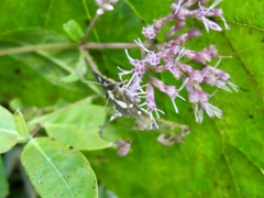 Desmia maculalis