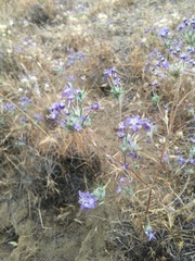 Eriastrum pluriflorum