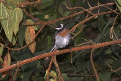 Ochthoeca rufipectoralis