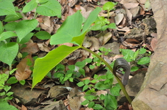 Arisaema franchetianum