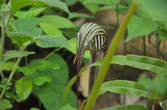 Arisaema franchetianum