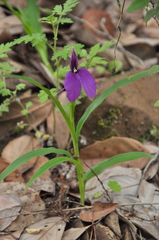 Roscoea schneideriana