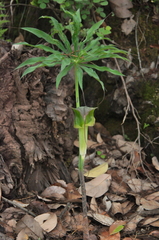 Arisaema erubescens