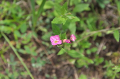 Oenothera rosea