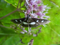 Desmia maculalis