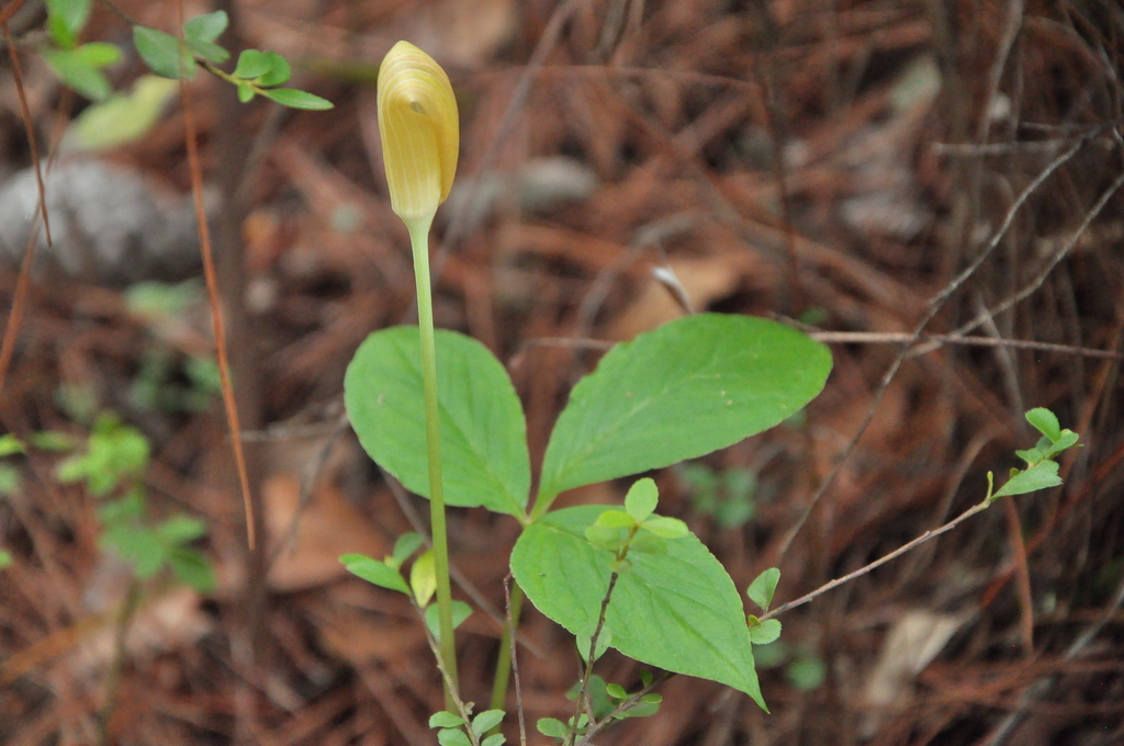 Arisaema yunnanense