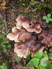 Sarcodon stereosarcinon