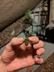 Enaphalodes hispicornis