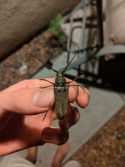 Enaphalodes hispicornis