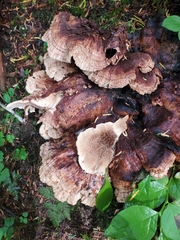 Sarcodon stereosarcinon