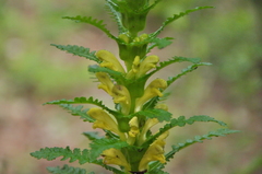 Pedicularis rex