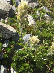Castilleja parviflora