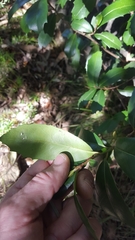 Polyosma cunninghamii