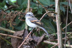 Ochthoeca rufipectoralis