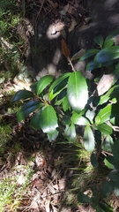 Polyosma cunninghamii