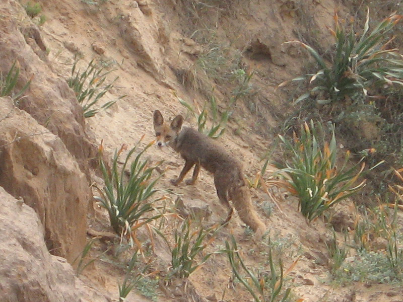 Palestinian Fox Palestinian Red Fox from Tel Aviv-Yafo, Israel on May 08, 2007 by ...