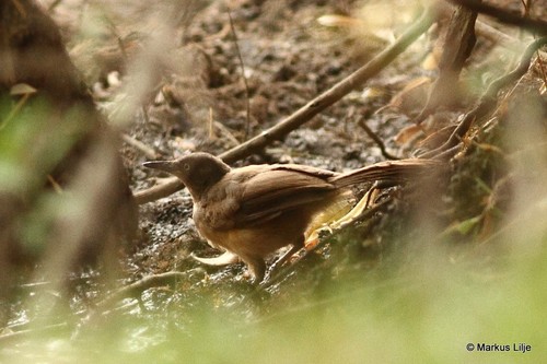 Blackcap Babbler