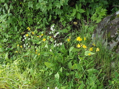 Ixeridium dentatum albiflorum