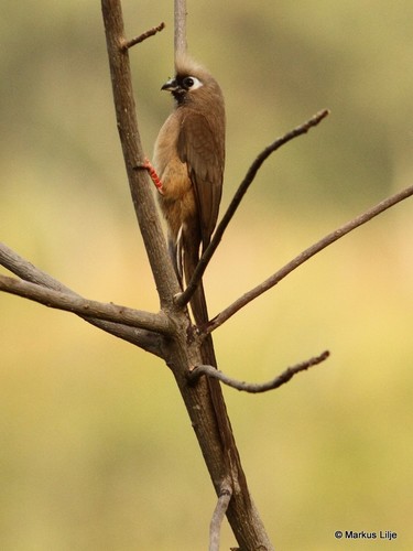Speckled Mousebird