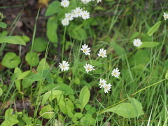 Ixeridium dentatum albiflorum