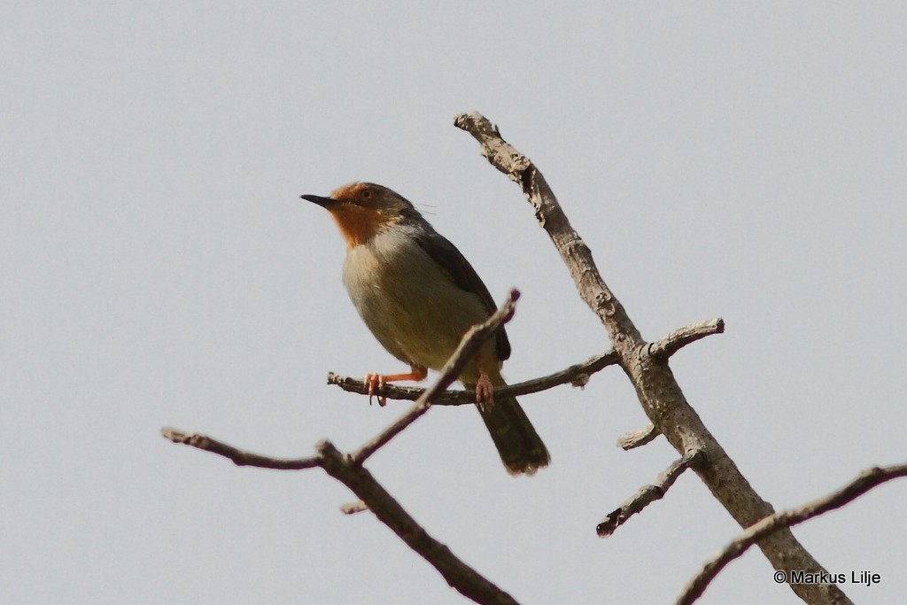 Bamenda Apalis photo
