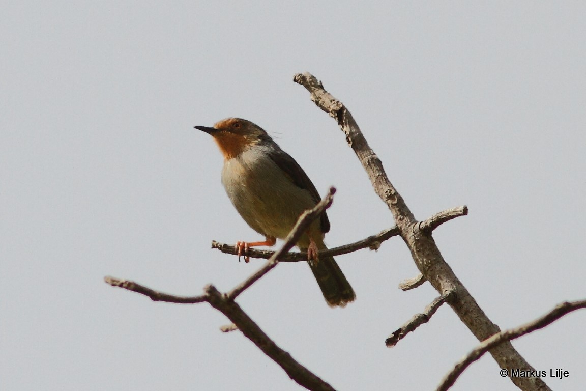 Bamenda Apalis illustration
