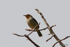 Apalis bamendae