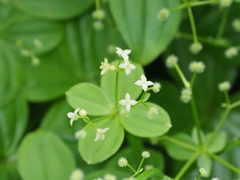 Galium kamtschaticum