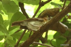 Illadopsis turdina