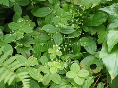 Galium kamtschaticum