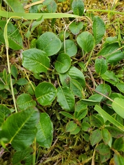 Salix stolonifera