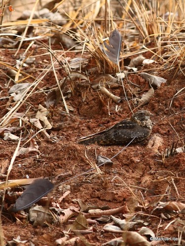 Standard-winged Nightjar