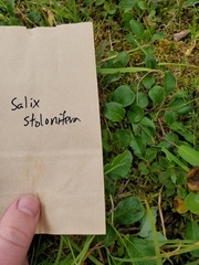 Salix stolonifera