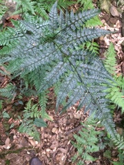 Arachniodes aristata