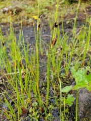Juncus castaneus