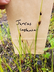 Juncus castaneus