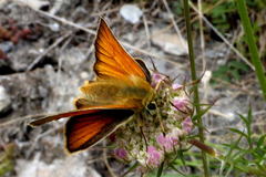 Thymelicus sylvestris
