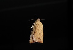 Planotortrix notophaea